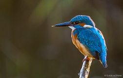 Kingfisher on branch, South-Africa